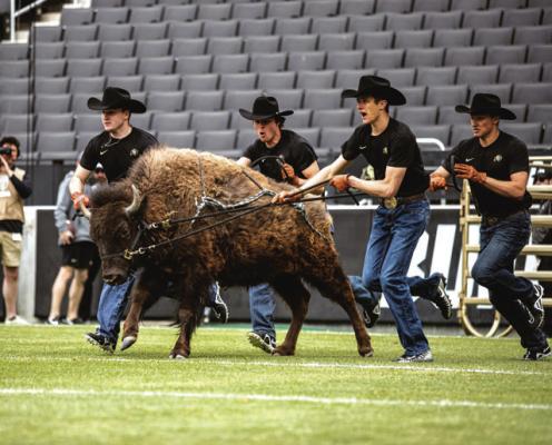 RALPHIE, THE Colorado mascot bison attends every home football game in Boulder. He requires a few handlers.