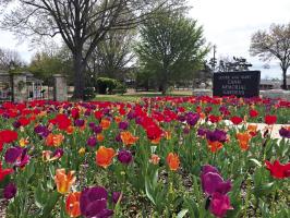 TULIPS FROM the fanciful Cann tulip bed will be available at the Ponca City Garden Council’s annual fundraiser - Plants for Pleasure - Saturday, May 4, 2024, 8:00 a.m. till noon, or sold out. (Photo by Veronica Ventura, Iris Garden Club)
