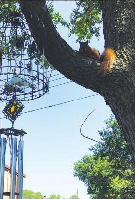 THE PONCA CITY News readers James and Pearly Roland submitted this photo showing a squirrel friend watching their yard activities.