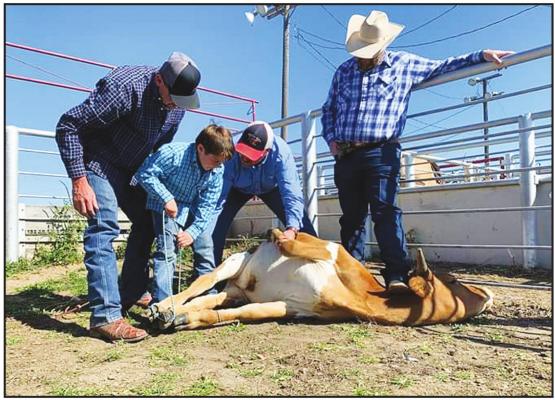 PARTICIPANTS AT the clinic from last season are being taught how to tie down at the 101 Rodeo Grounds. This is for the event, stray gathering and they have to head and heel and then tie the steer down.