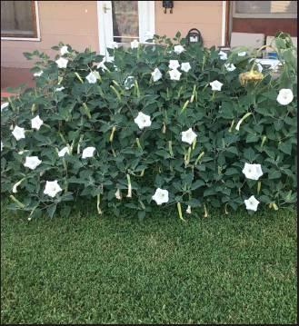 SAW THIS gorgeous moon flower plant just losing down after a long night of blooms this week. Please save seeds and bring to the seed swap! (Photo by Kat Long)