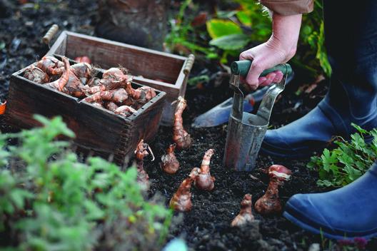 PLANTING SPRING-FLOWERING bulbs in the fall allows time for the plant to establish a strong root system. (Photo by Shutterstock)
