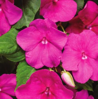 On Gardening: Soprano impatiens will be a performance to your shade garden
