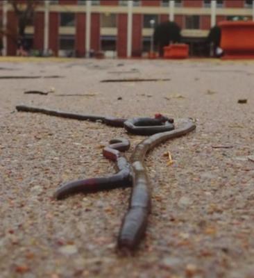The Asian jumping worm and other non-native earthworms have negative effects on the environment. (Photo provided by Scott Loss)