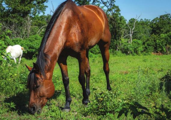 All horses should receive five core vaccines to prevent common diseases, such as rabies, West Nile Virus and tetanus. (Photo by Todd Johnson, OSU Agricultural Communications Services)