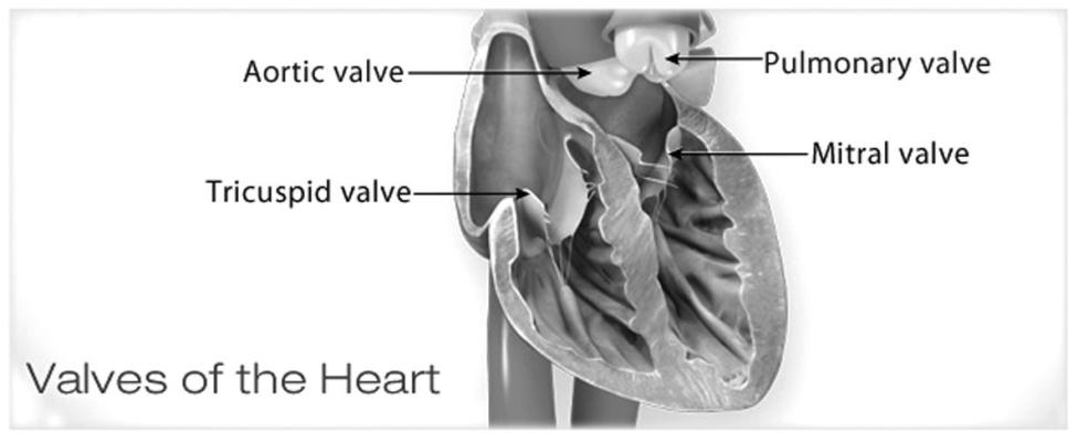 Heart valve problems and causes