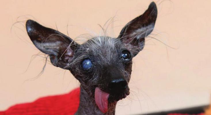 THIS IS the late Chase, the pet of an English family, who won the ugliest dog contest a time or two.