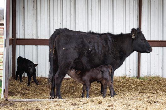 Even in temperatures of up to 55 degrees, a wind chill factor can still affect newborn calves. Providing a shelter or windbreak for expecting cows is helpful to calves in their first few hours of life. (Photo by Todd Johnson, OSU Agricultural Communications Services)