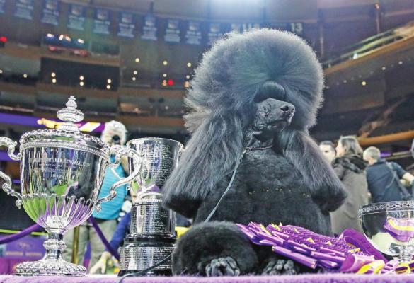 SIBA, THE standard poodle, poses for photographs after winning Best in Show in the 144th Westminster Kennel Club dog show Tuesday in New York. (AP Photo)