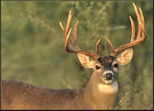 A VISION of harvesting a buck similar to this one is in the minds of red-blooded deer hunters everywhere. Oklahoma hunters can get busy after the gun season opens Nov. 23.