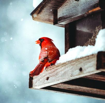 Gardeners can help birds in the winter landscape by providing food, water and shelter. (Shutterstock)
