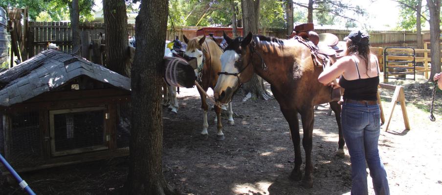 THESE HORSES are some of the eight that the New Life Trails has offered for rides at Camp McFadden on Wednesday, June 21. (Photos by Calley Lamar)
