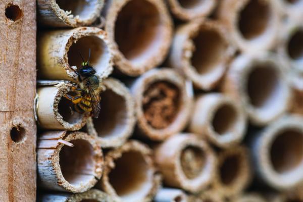 Bee hotels boost native bee populations