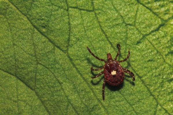 THE RED meat allergy people develop after a tick bite is becoming more common in Oklahoma. The latest CDC data poses many questions about why lone star ticks are most often to blame and why some people are less susceptible to an allergic reaction. (Photo by Shutterstock)