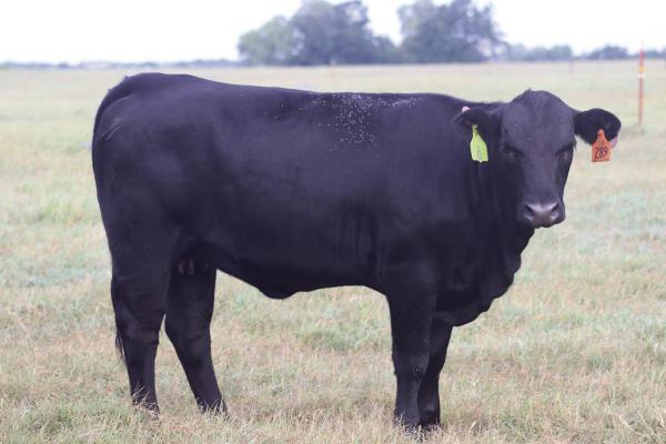 THE INCREASED humidity in Oklahoma means fly and tick numbers are up this year. Cattle producers should take precautions to prevent illness and disease in their livestock. (Photo by OSU Agriculture)