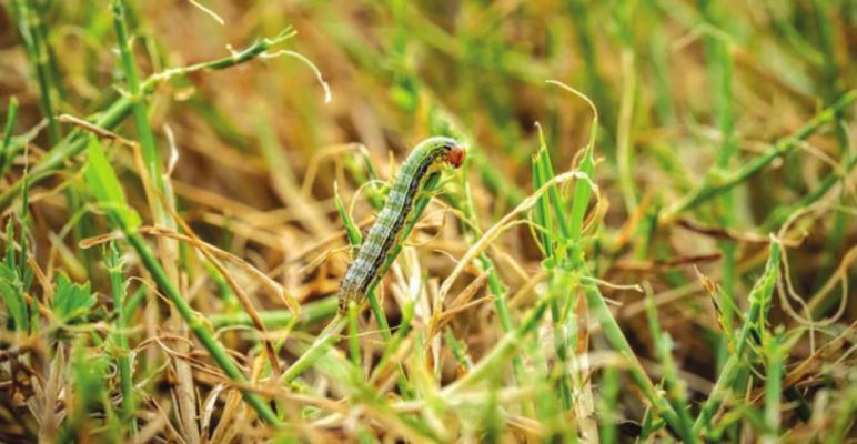 According to Tom Royer, integrated pest management coordinator at Oklahoma State University, fall armyworms are one of the pests that could be a concern for crops going into summer. (Photo by Todd Johnson, OSU Agricultural Communications Services)