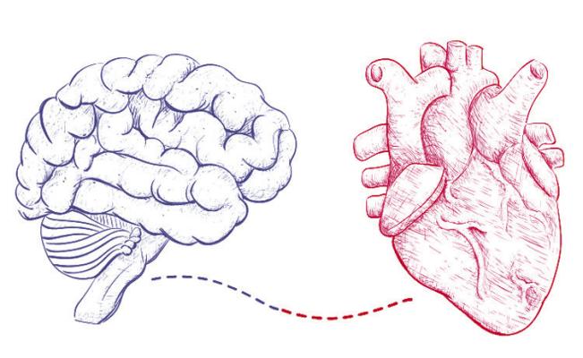 Heart and Brain Connection