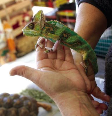 The workers at Snakes Alive always bring the wow factor when they come to their adoption events. At one of their previous adoption events with Petsense, the chameleon was definitely an eye catcher. (Photo by Dailyn Emery)