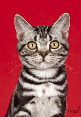 Oklahoma City Cat Club to present The Cat Show