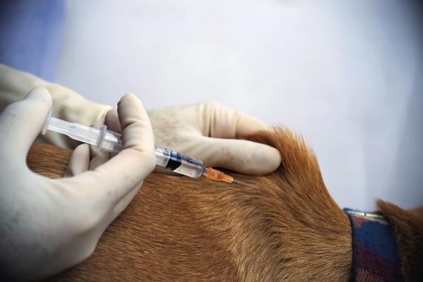 Vaccines are vital for pet health
