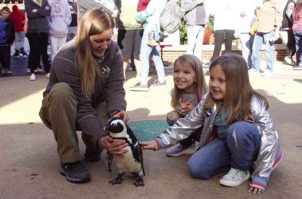 Penguins and their handlers from Tanganyika Wildlife Park came to Ice on the Plaza on Sat., Dec 10. Citizens of the community crowded downtown as two members of Tanganyika Wildlife informed the crowd about penguins and their ways of life. During that, the people of Ponca City were able to interact with the animals. (Photo by Dailyn Emery)