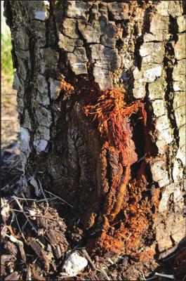 IT IS IMPORTANT to be careful when mowing and weed trimming around the trunks of trees. Mechanical injury to the bark can cause irreparable damage.