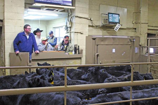 Jake Williams (center) turned 85 on Jan. 14 and has been in the auctioneering for years. Williams is here auctioning off a group of cattle at Southern Plains Livestock Auction, Inc. (Photo by Calley Lamar)