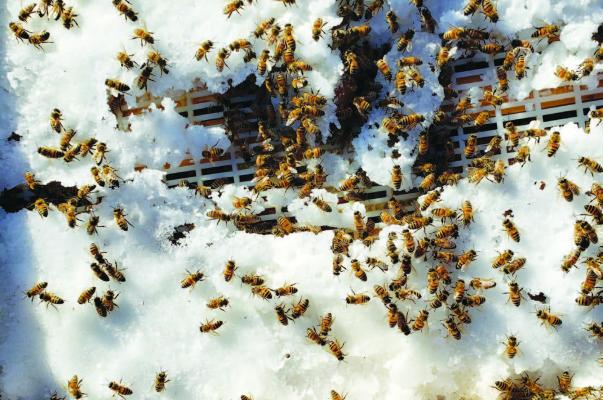 Bee meeting set on Tuesday