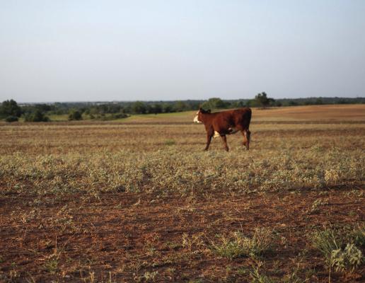 OKLAHOMA’S MULTI-YEAR drought has depleted forage options for the state’s cattle inventory. (Photo by OSU Agriculture)