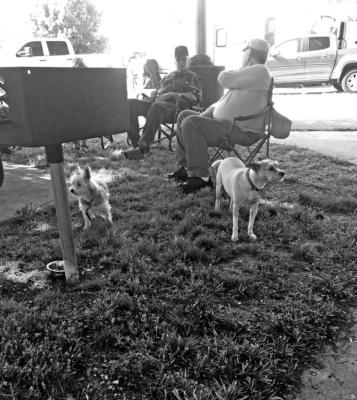 Wheeler Dealers Camping Club members enjoy bringing their dogs to the monthly campouts. Dogs Matt and Jack enjoy playing while their owners Cecil Sparks and Jon Tippin visit.