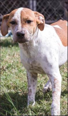 THIS ADORABLE sweet boy is named Walle and he is a four month old heeler mix. He was rescued from Animal Control when sadly he was never claimed. He is very friendly and social. He loves to play with other dogs and he loves playing with a bunch of squeaky toys! Contact the Ponca City Humane Society for adoption details.
