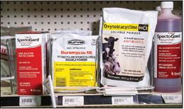 THE NEW FDA rule to be enforced on June 11 is a continuation of the Veterinary Feed Directive regarding use of antibiotics for livestock. (Photo by OSU Agriculture)