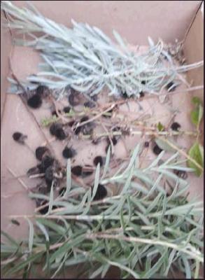 A CARDBOARD box is great for gathering herbs and seed pods. Just make sure you don’t mix your seeds unless you don’t care. In the box are Black-eyed Susan, basil and a few Hollyhock seed pods along with rosemary and lavender stems. (Photo by Kat Long)