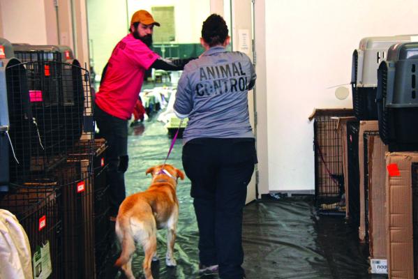 During a free spay and neuter clinic in the community, different charities, NOKHS, Blackwell Animal control and many more helped to reduce the repopulation of animals throughout Kay County. (Photo by Dailyn Emery)