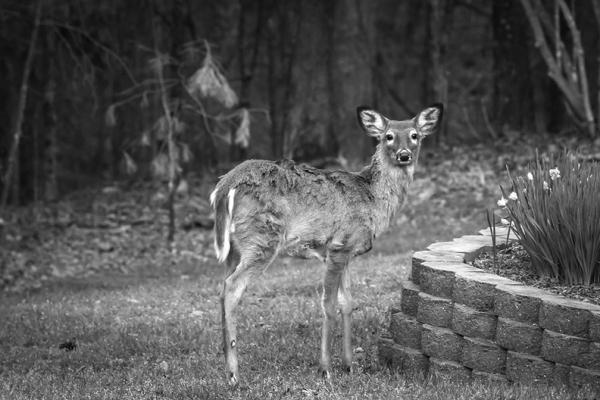 Protecting the home landscape from deer