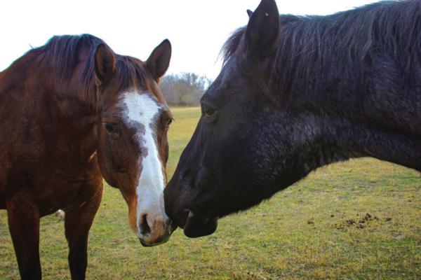 The girls of Hope Ranch, Harley and Twink, pose for the camera on their day off. (Photo by Dailyn Emery)