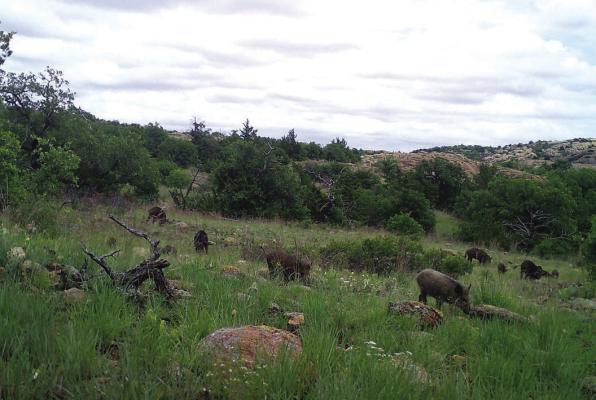 Feral hogs were almost unheard of in Oklahoma 40 years ago but can now be found all over the state. They cause an estimated $1.5 billion in economic damages annually across the U.S. (Photo by OSU Agriculture)