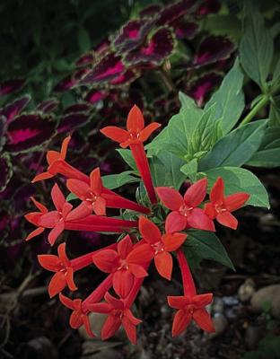 ESTRELLITA LITTLE Star, a new firecracker bush or bouvardia, is debuting in garden centers this year, to the delight of hummingbirds everywhere. (Norman Winter/TNS)