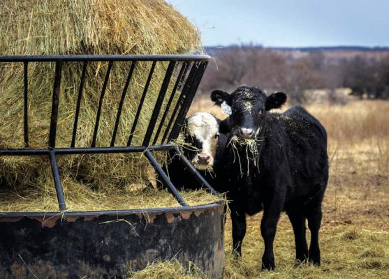 Poor hay crop requires a sustainable winter plan