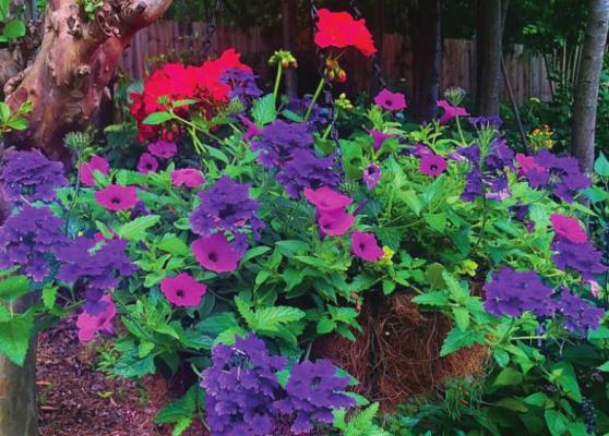 In this large hanging basket, Superbena Imperial Blue verbena is combined with Boldly Coral geranium and Supertunia Vista Jazzberry petunia also debuting in 2022. (Norman Winter/TNS)