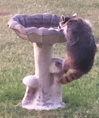 EVEN THIS raccoon is trying to stay hydrated with the warm temperatures across the area. The Ponca City News reader E.J. Wilson said this picture was taken when the raccoon decided to climb up the bird bath to get a drink.