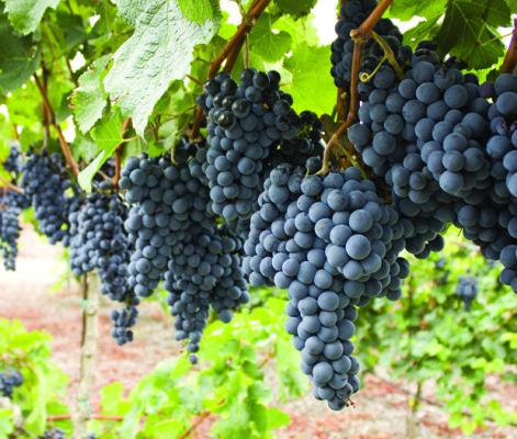 OSU set to host 2023 Grape Management course