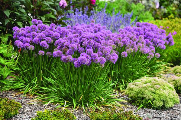 SERENDIPITY ORNAMENTAL allium is fairly new to most gardeners. It reaches 15 to 18 inches in height and 15-inches in width. (Norman Winter/TNS)