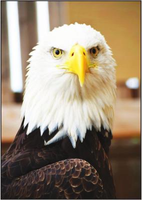 THE RELIGIOUS practices of many tribes, including the Iowa Nation, involve the use of eagle feathers. The Grey Snow Eagle House rescues and rehabilitates eagles and collects their molted feathers for cultural preservation. (Photo provided by Grey Snow Eagle House)