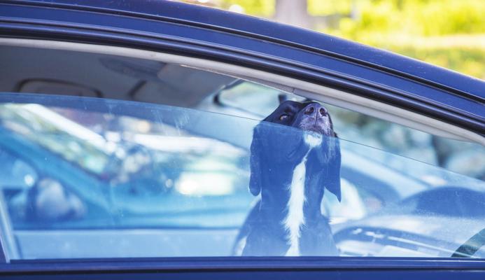 SUMMER HEAT can be deadly for pets. Never leave your pet in a hot vehicle. When at home, be sure to provide animals with plenty of shade and cool water.