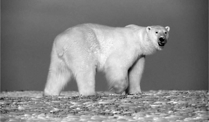 A polar bear walks across the snowy Arctic surface Nov.10, 2010, in Alaska. Recent deaths represent the first fatalities from a polar bear mauling in Alaska in more than 30 years. (Terry Debruyne/ Planet Pix via ZUMA Wire/TNS))